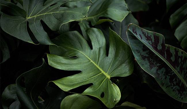 Caring for Monstera Plants at Home