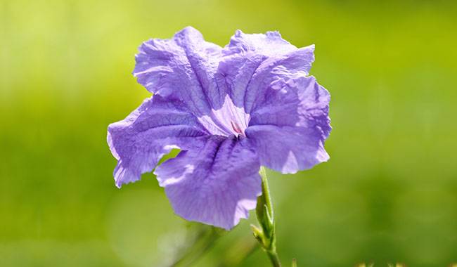 Caring for Ruellia Plants at Home