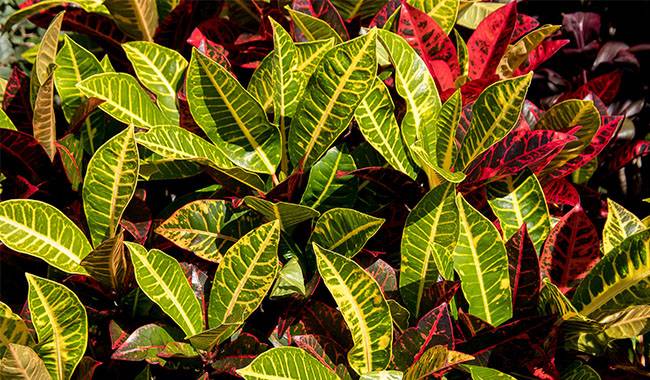 Codiaeum is a Plant that is not too Demanding