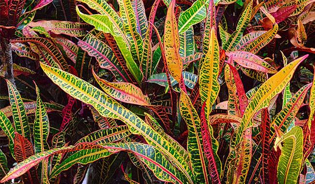 Codiaeum is a very Colorful Landscape Indoors