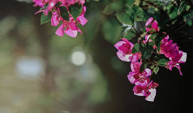 Do not Fertilize Bougainvillea in Spring and Summer