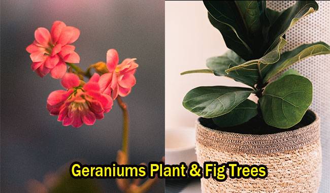 Geraniums Plant & Fig Trees