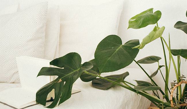 Growing Conditions Plant for Indoor Monstera