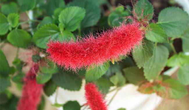 Growing Conditions for Acalypha Indoors