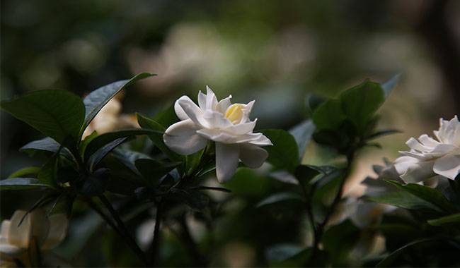 Growing Conditions for Gardenia Indoors