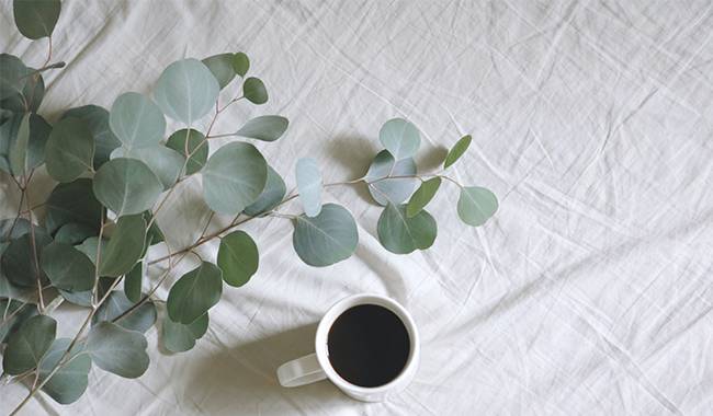 Growing Conditions for Indoor Eucalyptus Plant