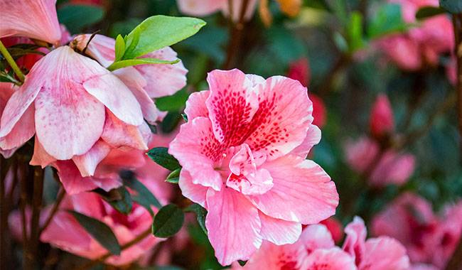 Growing Conditions for Indoor Hibiscus Flowers