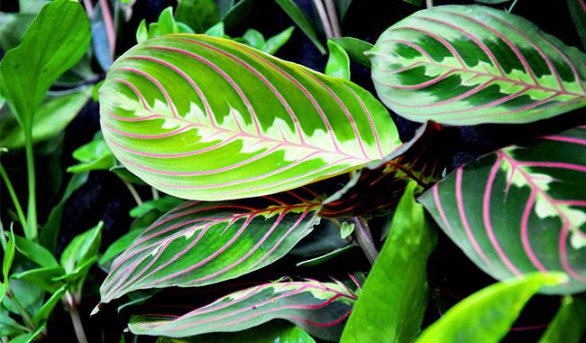 Growing Conditions for Indoor Maranta Plants