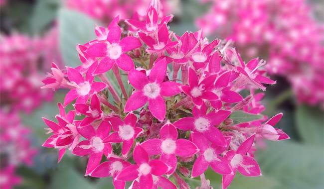 Growing Conditions for Indoor Pentas Lanceolata