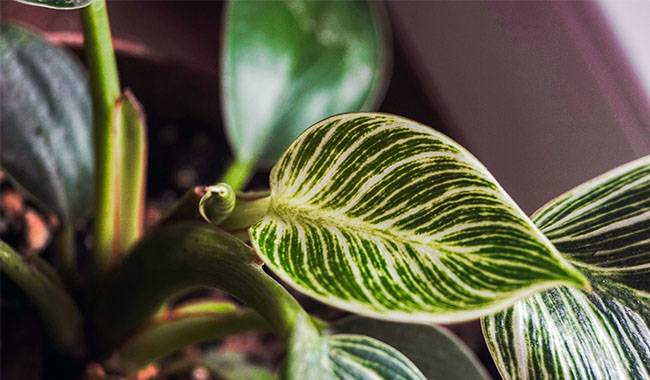 Growing Conditions for Indoor Philodendron Plant