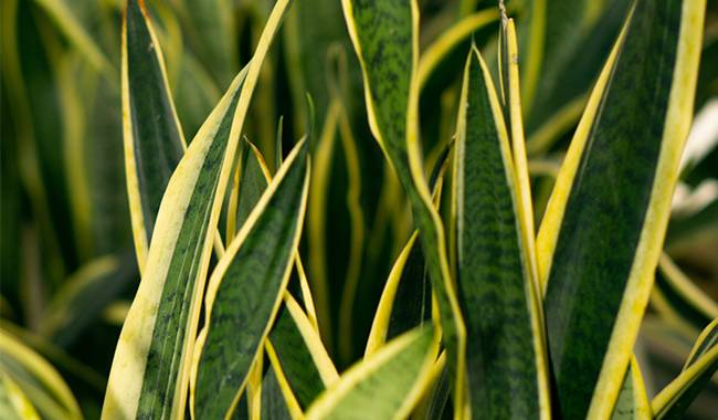 Growing Conditions for Indoor Sansevieria Plants