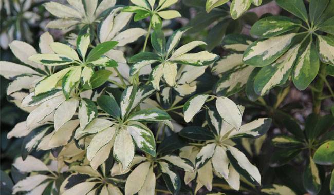 Growing Conditions for Indoor Schefflera Plants