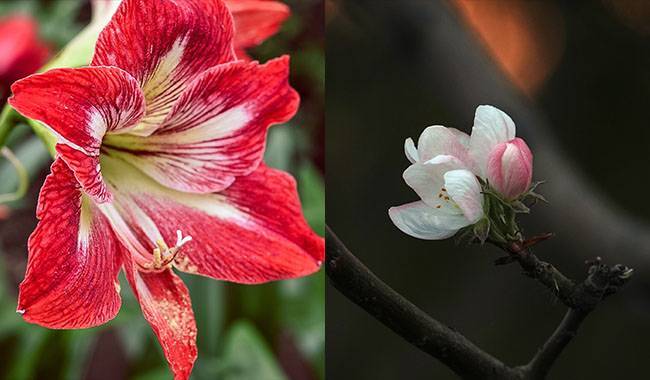 Hippeastrum & Winter Begonia