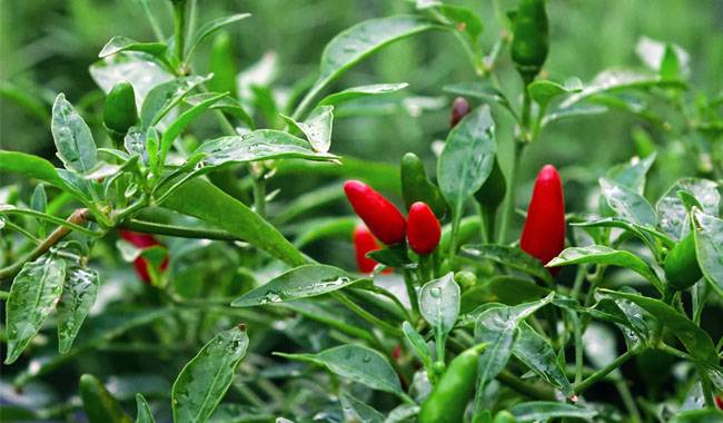 How Long do Ornamental Peppers Take to Flower and Produce Fruit