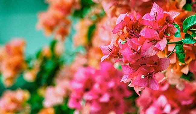 How to Care and Grow Bougainvillea Plant at Home