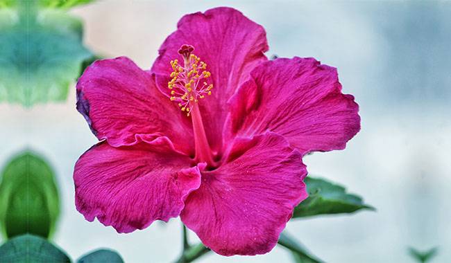 How to Care and Grow Hibiscus Plant at Home