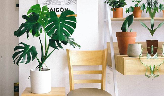 How to Care and Grow Monstera Plant at Home