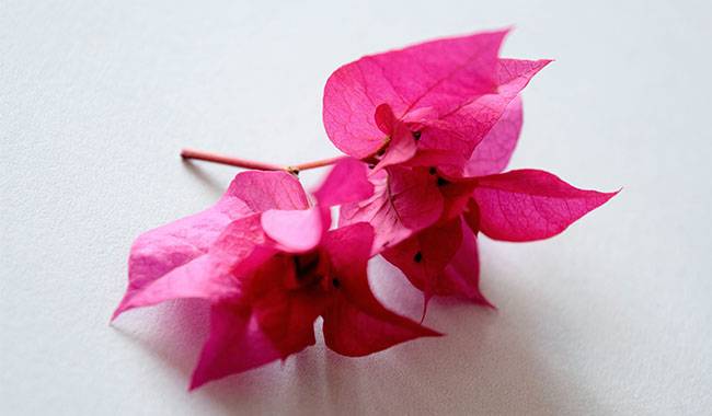How to Care for Bougainvillea Plants at Home