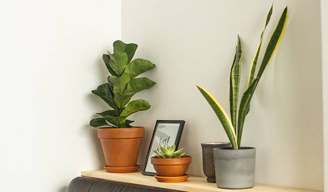 How to Care for Sansevieria Plants Indoors