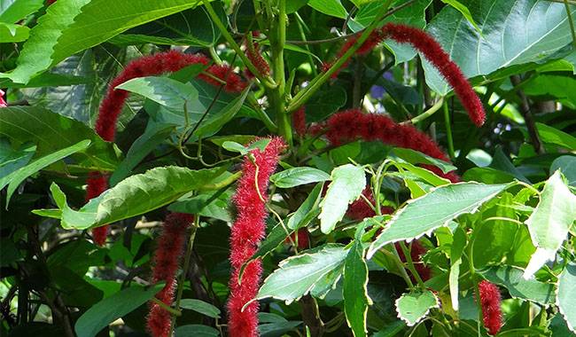How to Grow Acalypha Plant Growing, Planting, and Care
