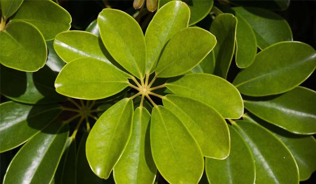 How to Grow Schefflera Plants Planting, Growing, and Care