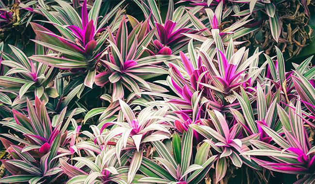 How to Grow and Care Cordyline Plants at Home