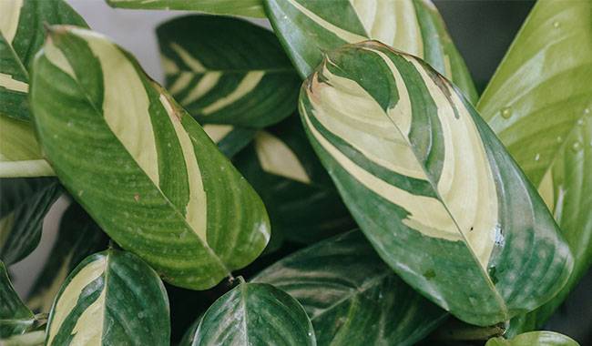 How to Grow and Care Ctenanthe Plant