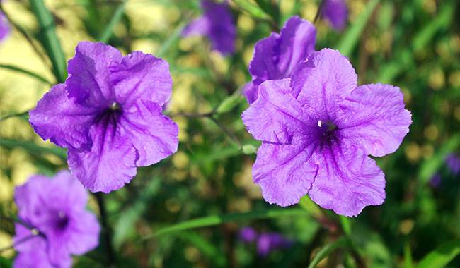 How to Grow and Care Ruellia Plant