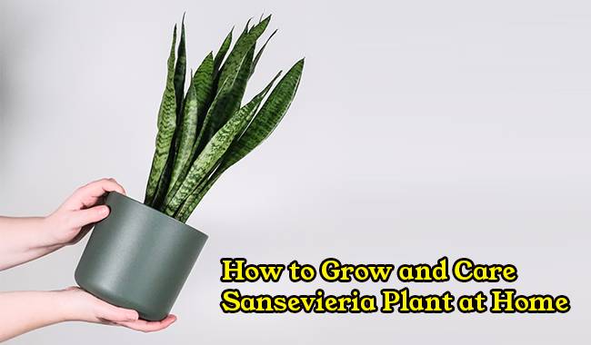 How to Grow and Care Sansevieria Plant at Home