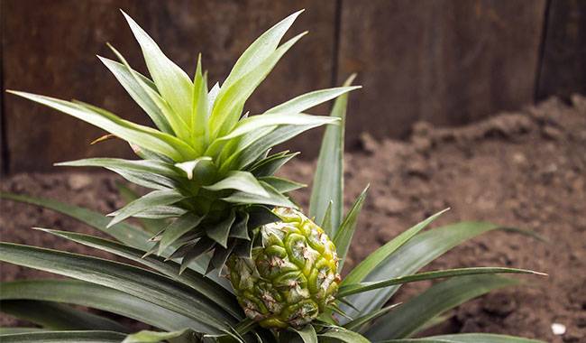 How to Grow and Care for Pineapple Plant (Ananas Comosus) at Home