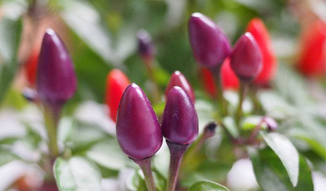 How to Plant and Care Ornamental Peppers at Home
