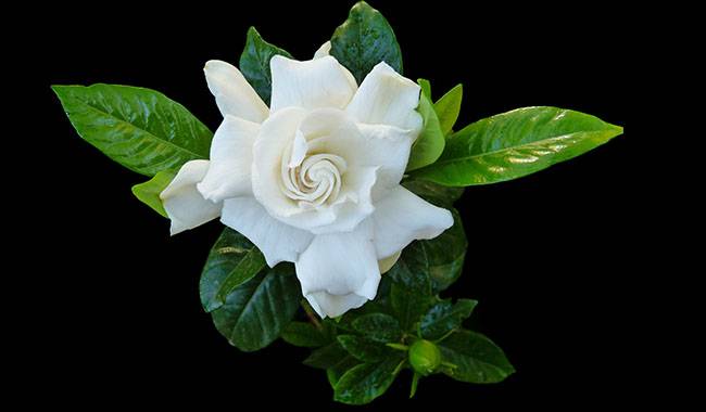 How to Take Care of Gardenia Plants at Home