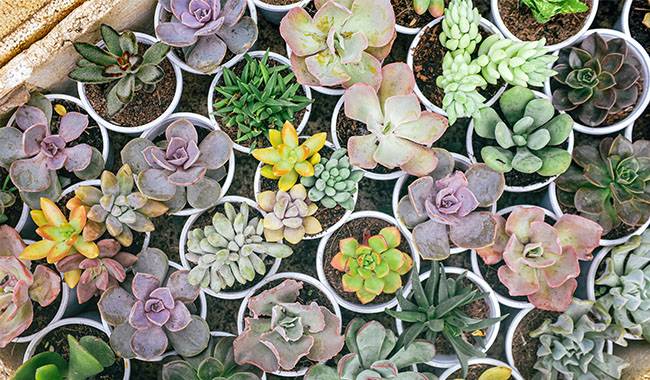 Learn How to Buy Indoor Plants in Thumbgarden's Article