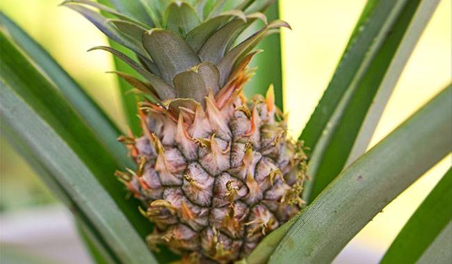 Major Diseases of Pineapples Grown Indoors