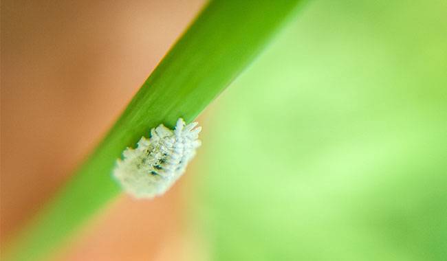 Mealybug on Aglaonema Plant