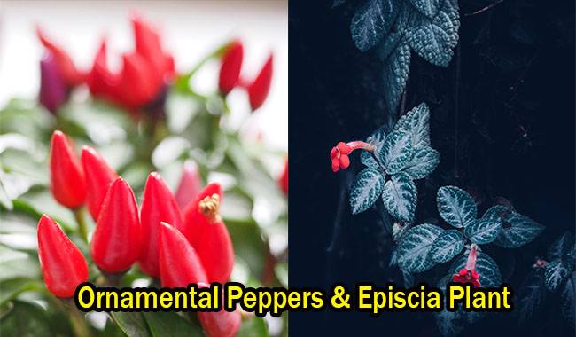Ornamental Peppers & Episcia Plant