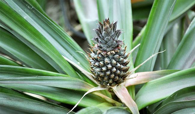 Pests of Pineapples Grown Indoors