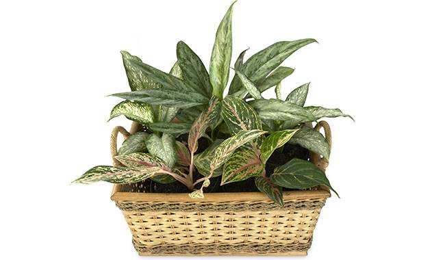 Pests on Aglaonema Plant How to Identify and Control With Them