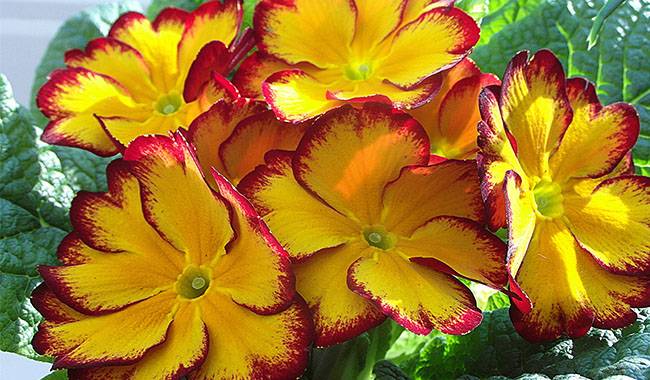 Place the Primrose Plant in a Warm Room