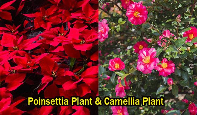 Poinsettia Plant & Camellia Plant