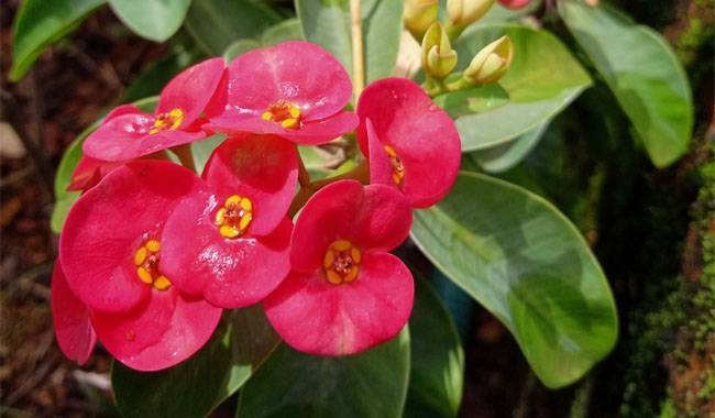 Problems Related to The Cultivation of Euphorbia Lophogona