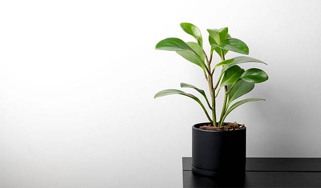 Protect Peperomia Plant From the Wind