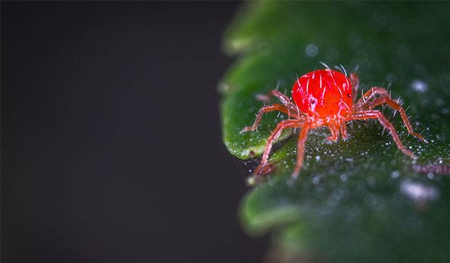 Red Spider Mites on Aglaonema Plant