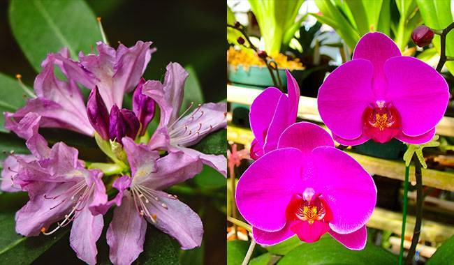 Rhododendron and Camellia & Phalaenopsis