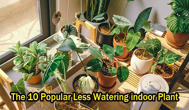 The 10 Popular Less Watering indoor Plant