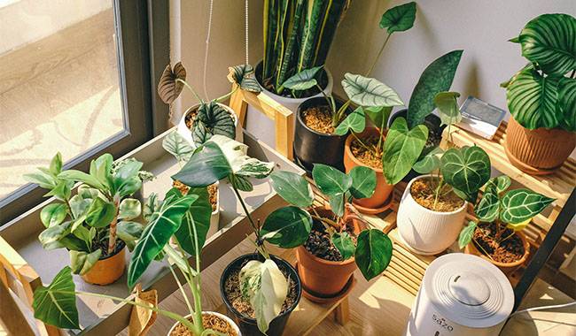 The 5 misunderstand zone for indoor plant