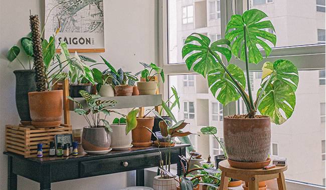 The Role of Houseplants