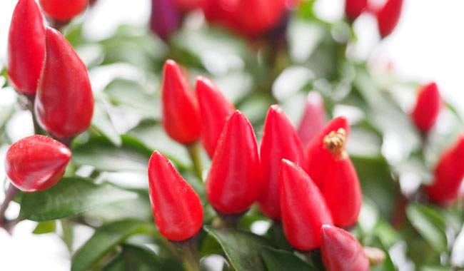 Water and Nutrition of Ornamental Peppers During the Fruiting Period