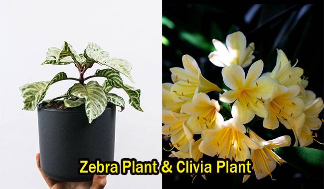 Zebra Plant & Clivia Plant