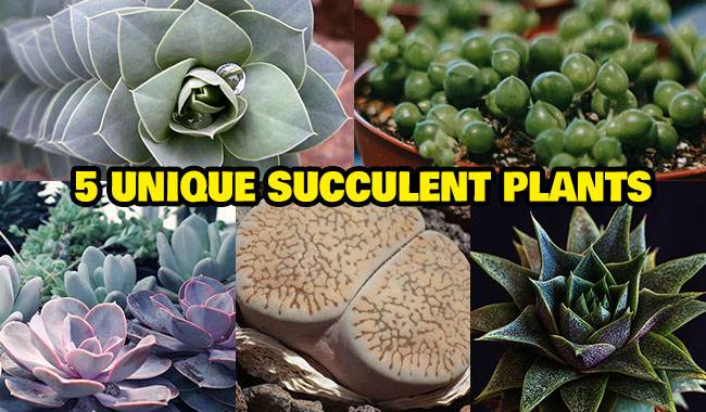 5 Unique Succulent Plants